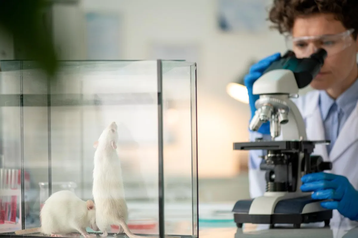 Breakthrough in Anti-Aging Research: Reverse Aging on Mice